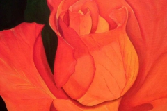 P7, Rose, 2005, A-L, 50x40, © Lore Weiler