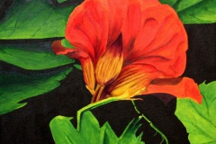 P4, Kapuzinerkresse, 2004, A-L, 50x40, © Lore Weiler